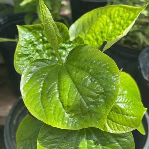 4 Растение с живи листа от бетел в саксия, Piper sarmentosum, Piper Lolot-Органичен, La Лот или виетнамски бетел