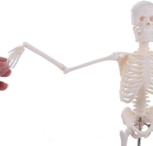 Образователна Модел, 45 см Анатомическая Модел на Скелета на Човека на Едро и в търговията на Дребно Плакат