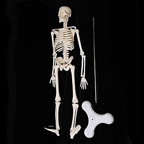 Образователна Модел, 45 см Анатомическая Анатомия на Човека Модел на Скелета Медицински търговия на Едро-търговец