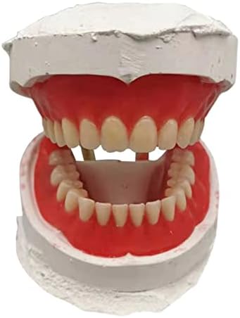 Модел за практикуване на изравняване на зъбите KH66ZKY - Стандартен модел на зъби - за обучение на деца, Зъболекар,