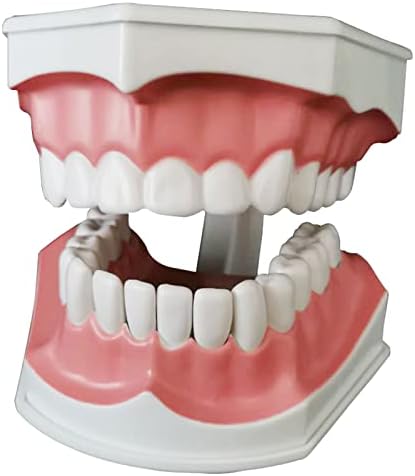 KH66ZKY Модел на Зъбите, Стоматологичен Модел на Зъбите, Зъбни Учебни Пособия за Деца, Обучение на Зъболекар, за Студенти-Стоматолози, ясен Дисплей